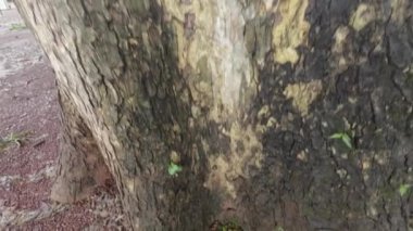 Büyük Yeşil Ağaç Kabuğu Düşük Açı Görünümü