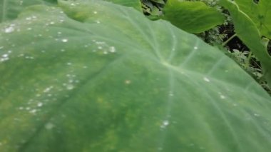 Büyük yeşil bir yaprağın üzerindeki şelale yağmurdan sonra