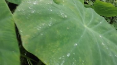 Büyük yeşil bir yaprağın üzerindeki şelale yağmurdan sonra
