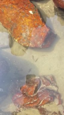 Plajda kristal berrak okyanus suyu Küçük kayalar ve küçük balıklar