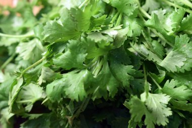 Taze kişniş yaprakları ahşap masa üzerinde Arkaplan bulanıklığı ile yakın plan