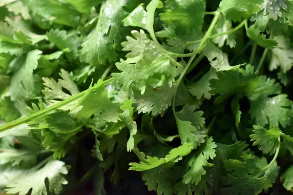 Taze Kişniş Yaprakları (Cilantro) Tahta Tablo Resminde