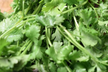 Taze kişniş yaprakları ahşap masa üzerinde Arkaplan bulanıklığı ile yakın plan