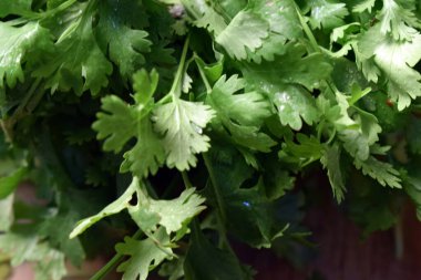 Taze Kişniş Yaprakları (Cilantro) Tahta Tablo Resminde