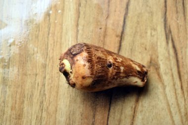 Taze Taro kökü sebzesi Ahşap masa üzerinde Arka plan bulanıklığı ile yakın plan