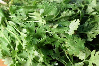 Taze kişniş yaprakları ahşap masa üzerinde Arkaplan bulanıklığı ile yakın plan