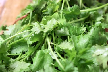 Taze Kişniş Yaprakları (Cilantro) Tahta Tablo Resminde