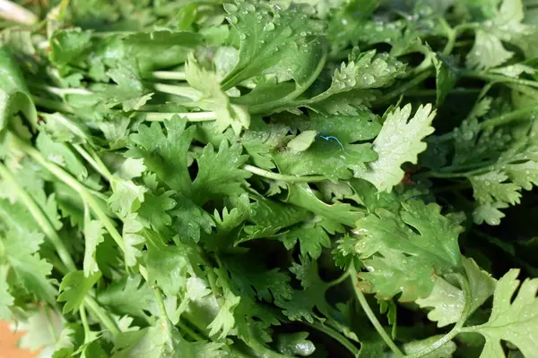 Taze kişniş yaprakları ahşap masa üzerinde Arkaplan bulanıklığı ile yakın plan