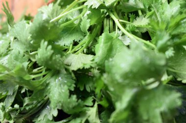 Taze kişniş yaprakları ahşap masa üzerinde Arkaplan bulanıklığı ile yakın plan