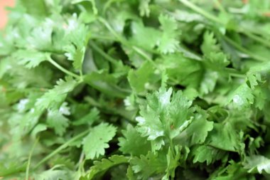 Taze Kişniş Yaprakları (Cilantro) Tahta Tablo Resminde