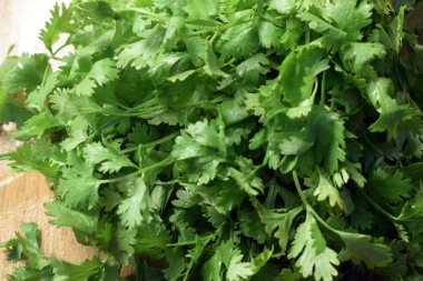Taze Kişniş Yaprakları (Cilantro) Tahta Tablo Resminde