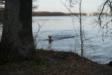 Köpek terk edilmiş daldan sonra Grosser Mueggelsee gölünün soğuk Şubat suyuna koştu. Berlin, Almanya 