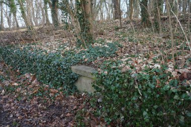 Ebedi yeşil Hedera sarmalı Şubat 'ta yerde sürünür ve ormandaki ağaçlara tırmanır. Hedera sarmaşığı (İngilizce: 