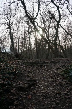 Orman dinlenme alanının üzerinde gün batımı. 12559 Berlin, Almanya