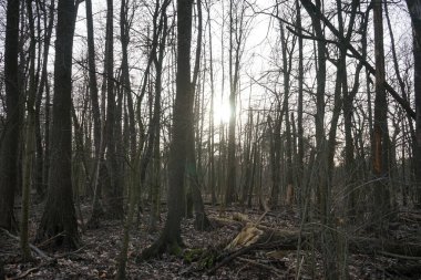 Orman dinlenme alanının üzerinde gün batımı. 12559 Berlin, Almanya