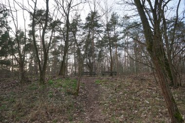 Rüzgarla savrulan ağaçlar, dallar ve yapraklarla kaplı kış ormanı. Berlin, Almanya 