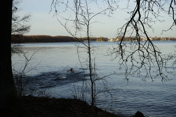 Cão Correu Após Ramo Abandonado Para Água Fria Fevereiro Lago — Fotografia de Stock