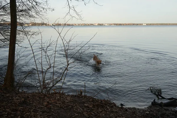 Pies Pędził Opuszczoną Gałęzią Zimnej Lutowej Wody Jeziora Grosser Mueggelsee — Zdjęcie stockowe