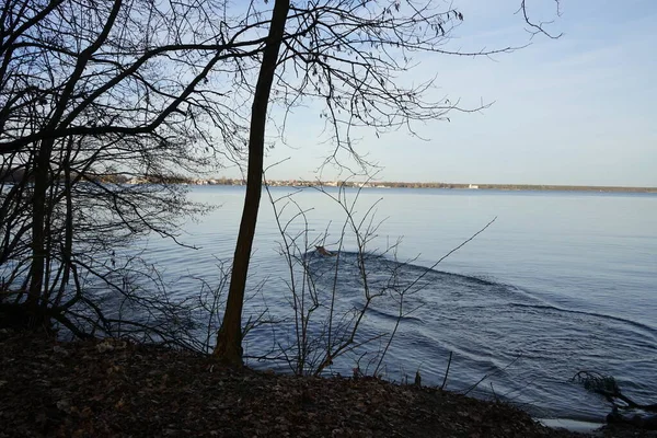 那只狗追着被遗弃的树枝奔向寒冷的二月里的Mueggelsee湖 德国柏林 — 图库照片