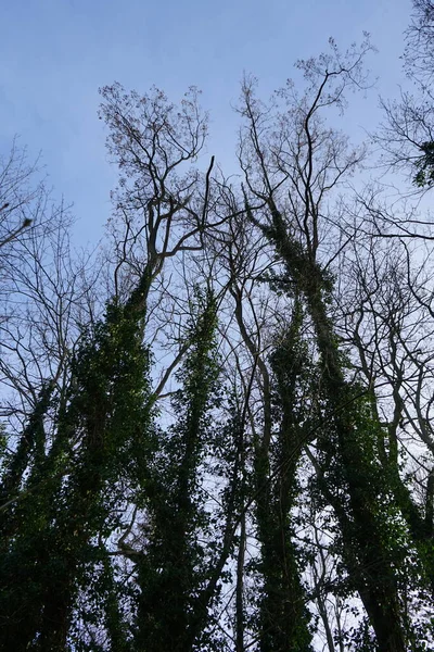 Evergreen Hedera Helix Skrada Się Ziemi Wspina Się Drzewa Lesie — Zdjęcie stockowe