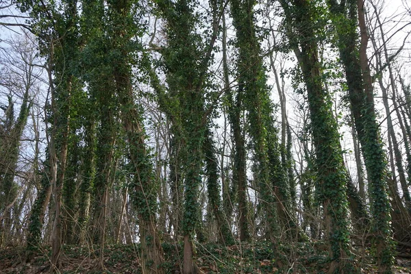 Hélice Hedera Perene Rasteja Longo Solo Sobe Árvores Floresta Fevereiro — Fotografia de Stock