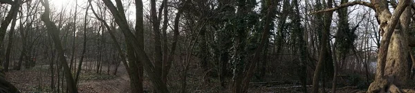 Photo Panorama 상록수헤데라 기어다니며 의나무들을 올라간다 Hedera Helix 아이비 Ivy — 스톡 사진