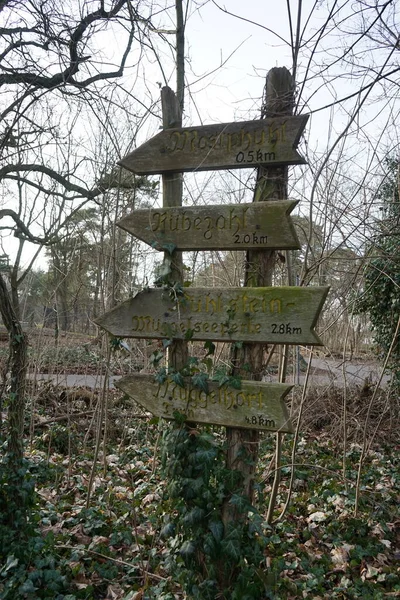 Wooden direction sign in the forest recreation area. The evergreen Hedera helix creeps along the ground and climbs trees in the forest in February. 12559 Berlin, Germany