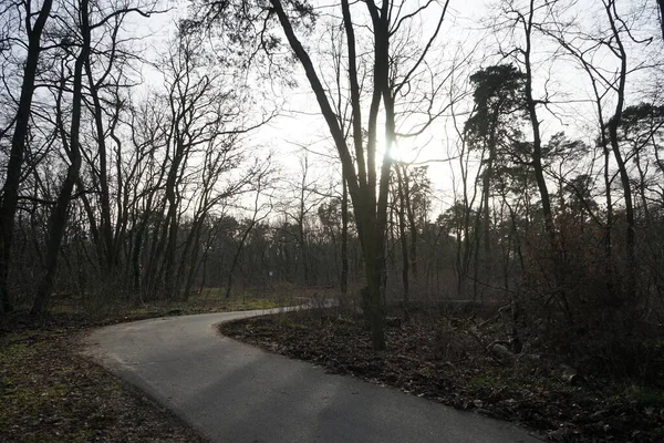 Caminhando Trilha Área Recreação Floresta Berlinense Pôr Sol Fevereiro 12559 — Fotografia de Stock