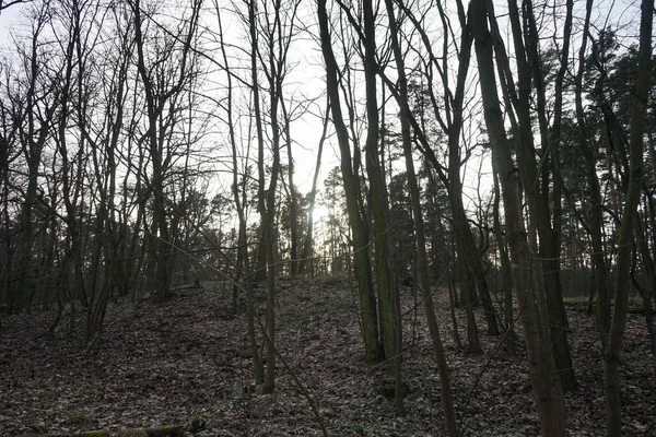 Puesta Sol Sobre Área Recreación Forestal 12559 Berlín Alemania — Foto de Stock