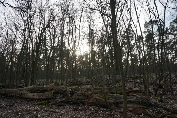 森林レクリエーションエリアの日没 12559年ベルリン ドイツ — ストック写真
