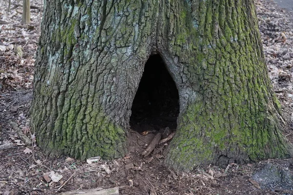 Hollow in a tree in a forest recreation area for Berliners. 12559 Berlin, Germany