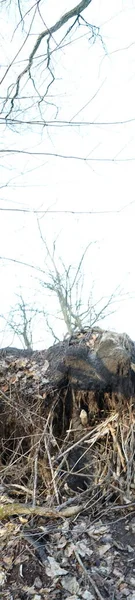 垂直摄影全景 二月在格罗斯湖附近的植被 12559 Berlin Germany — 图库照片