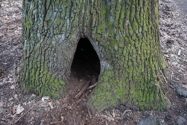 Hollow in a tree in a forest recreation area for Berliners. 12559 Berlin, Germany