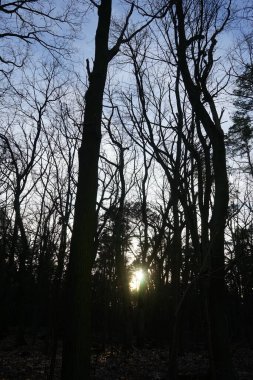 Orman dinlenme alanının üzerinde gün batımı. 12559 Berlin, Almanya