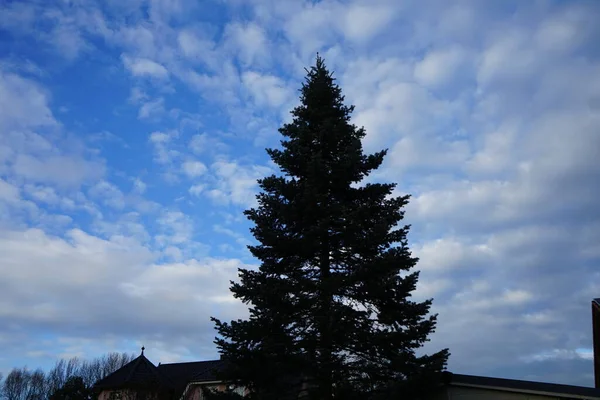 활엽수는 구름낀 하늘을 Pinaceae 상록수 Evergreen Coniferous 속이다 베를린 — 스톡 사진
