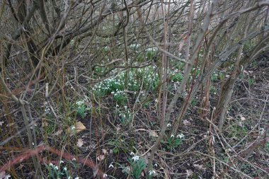 Şubat ayında ormanda Galanthus Nivalis. Galanthus nivalis, Galanthus cinsi içinde en çok bilinen ve yaygın olarak görülen kartopu türüdür. Berlin, Almanya 