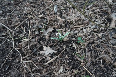 Şubat ayında ormanda Galanthus Nivalis. Galanthus nivalis, Galanthus cinsi içinde en çok bilinen ve yaygın olarak görülen kartopu türüdür. Berlin, Almanya 