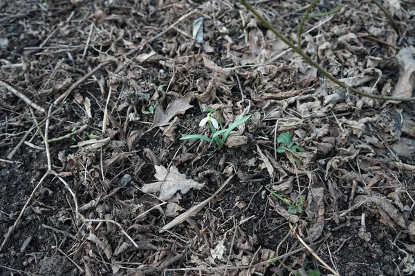 Galanthus Nivalis Floresta Fevereiro Galanthus Nivalis Gota Neve Snowdrop Comum — Fotografia de Stock