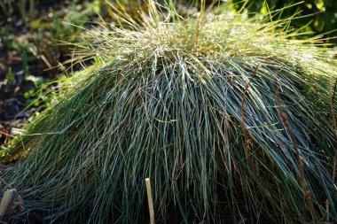 Şubat ayında bahçede festuca glauca. Festuca glauca, Poaceae familyasından bir çiçek açan bitki türüdür. Berlin, Almanya