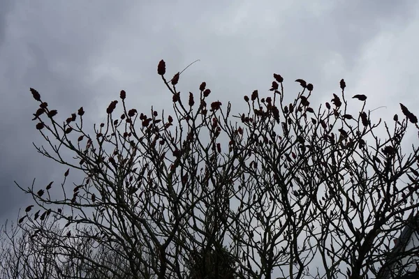 Κόκκινα Κεριά Του Δέντρου Rhus Typhina Χειμώνα Rhus Typhina Staghorn — Φωτογραφία Αρχείου