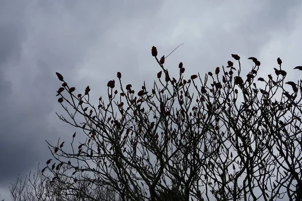 Red Candles Rhus Typhina Tree Winter Rhus Typhina Staghorn Sumac — Foto de Stock