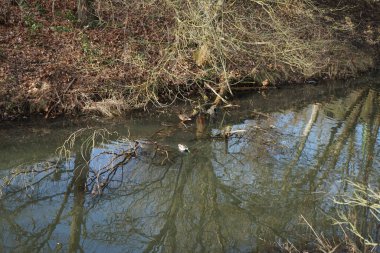 Mallard Ducks kışları Wuhle nehri bölgesinde geçirir. Yaban ördeği (