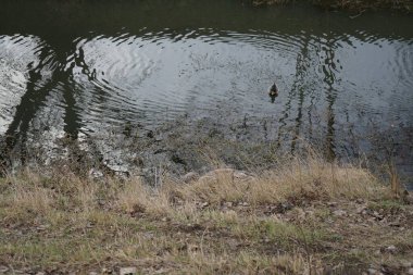 Mallard ördeği erkek kışları Wuhle nehri bölgesinde. Yaban ördeği (