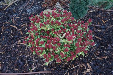 Şubat ayında bahçede Skimmia Japonica. Skimmia japonica, Rutaceae familyasından bir bitki türü. Berlin, Almanya