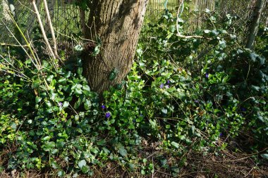 Vinca minör veya daha az bilinen adıyla küçük menekşe veya cüce menekşe, köpek familyasından bir bitki türüdür. Berlin, Almanya