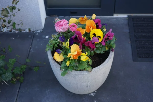 Nisan ayında bahçedeki bir saksıda çok renkli hanım evlatları ve pembe Ranunculus. Berlin, Almanya