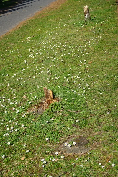 4月にベリス ペレニスと一緒に芝生を咲かせます ベリス ペレニス Belis Perennis デイジー ヨーロッパでよく見られるアスタリスク科の種である ドイツ ベルリン — ストック写真