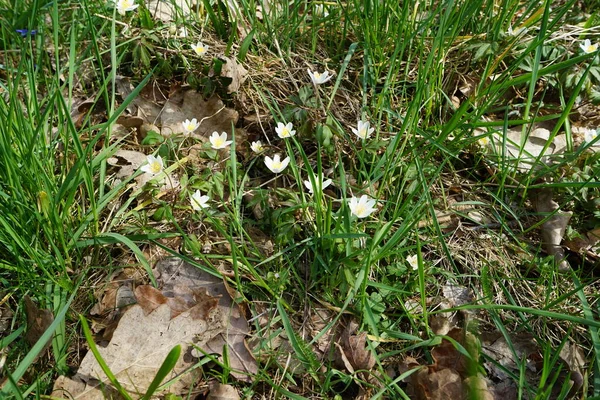 Nisan Ayında Sanguinaria Kanadensis Beyaz Çiçekleri Sanguinaria Canadensis Papaveraceae Familyasından — Stok fotoğraf