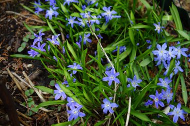 Scilla luciliae, Bossier 'in karın ihtişamı veya Lucile' in karın ihtişamı, Asparagaceae familyasından bir bitki türü. Berlin, Almanya