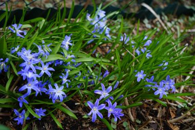 Scilla luciliae, Bossier 'in karın ihtişamı veya Lucile' in karın ihtişamı, Asparagaceae familyasından bir bitki türü. Berlin, Almanya